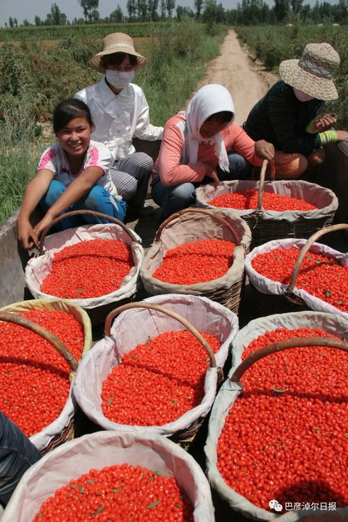 河套同名農產品 地道風味的鄉(xiāng)土印記